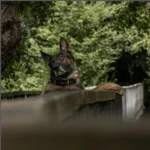 hrana za pse i mačke iskustva – pas u prirodi pogled