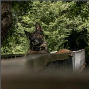 hrana za pse i mačke iskustva – pas u prirodi pogled