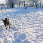 hrana za pse i mačke iskustva – pas u snijegu